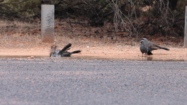 Apostlebird - ML617599654