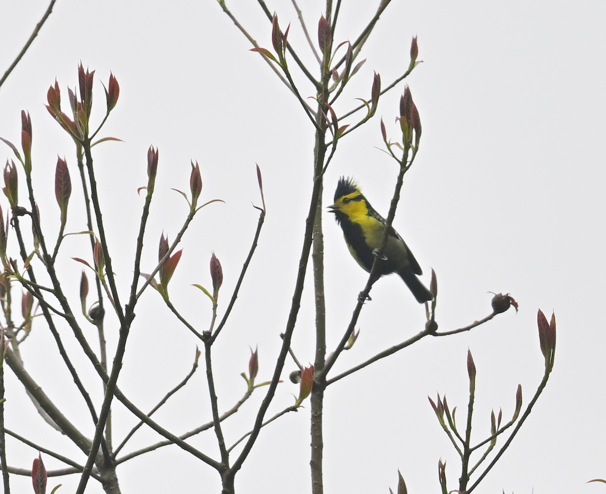 Yellow-cheeked Tit - ML617599660