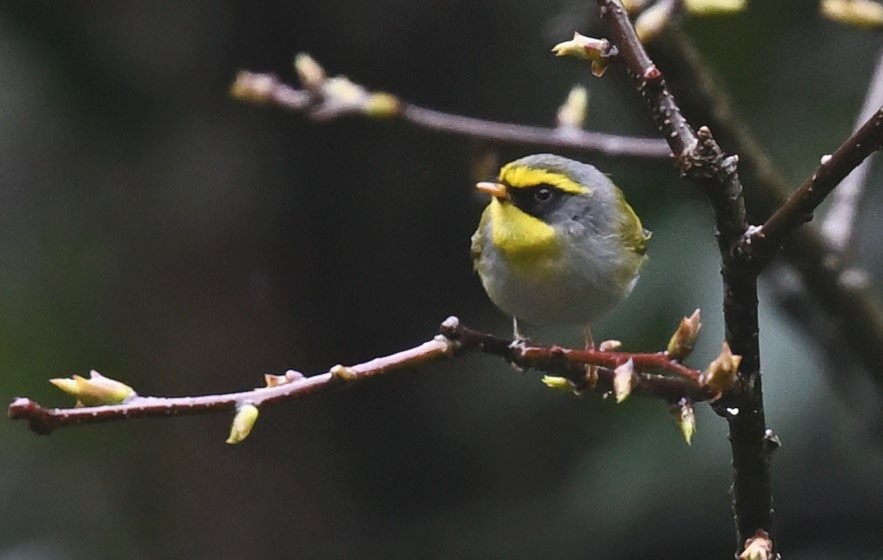 Mosquitero Carinegro - ML617599670