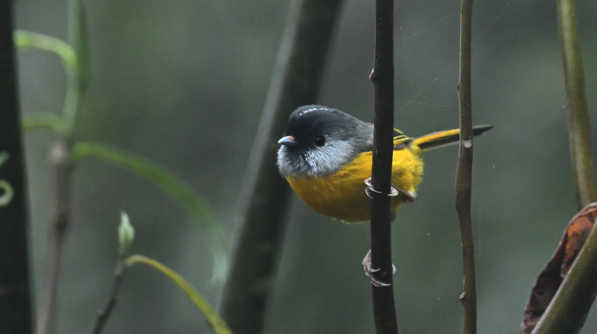 Golden-breasted Fulvetta - ML617599681