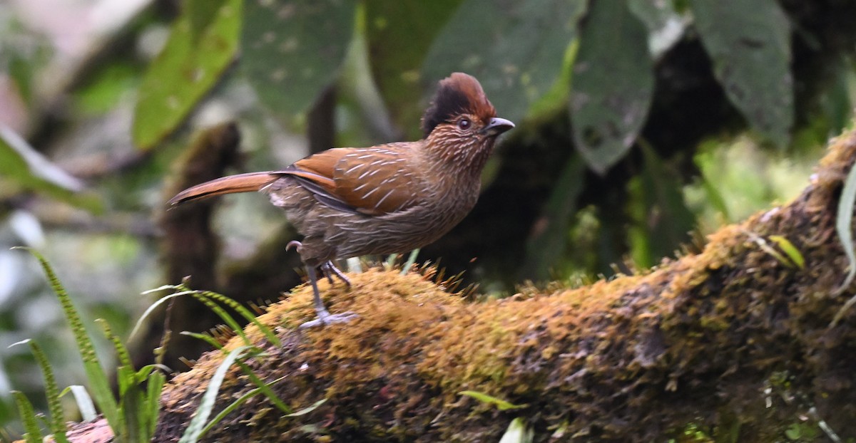 Striated Laughingthrush - Subramniam Venkatramani