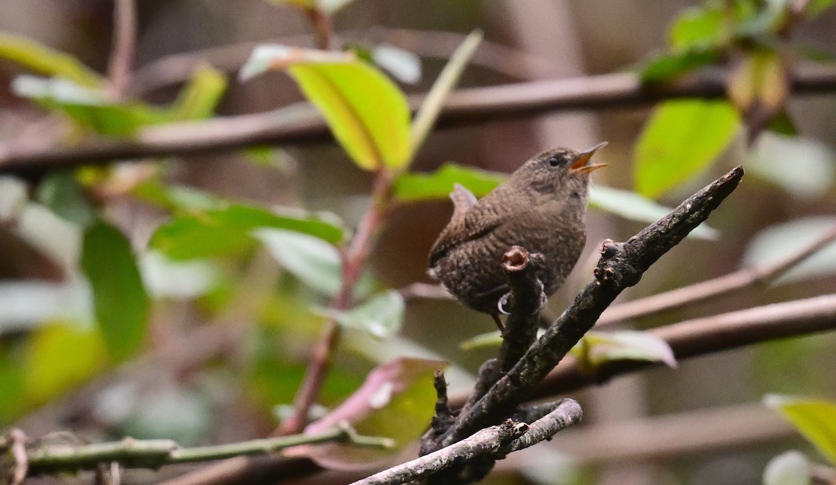 Eurasian Wren - Subramniam Venkatramani