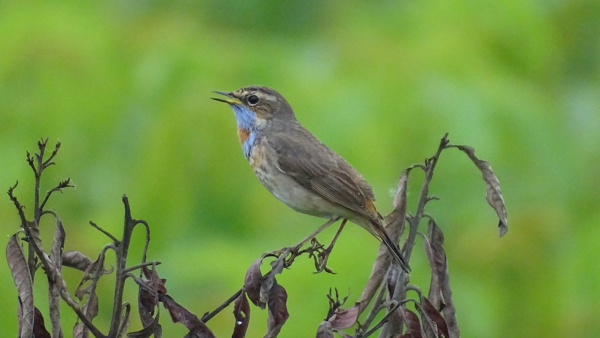 Bluethroat - ML617599718