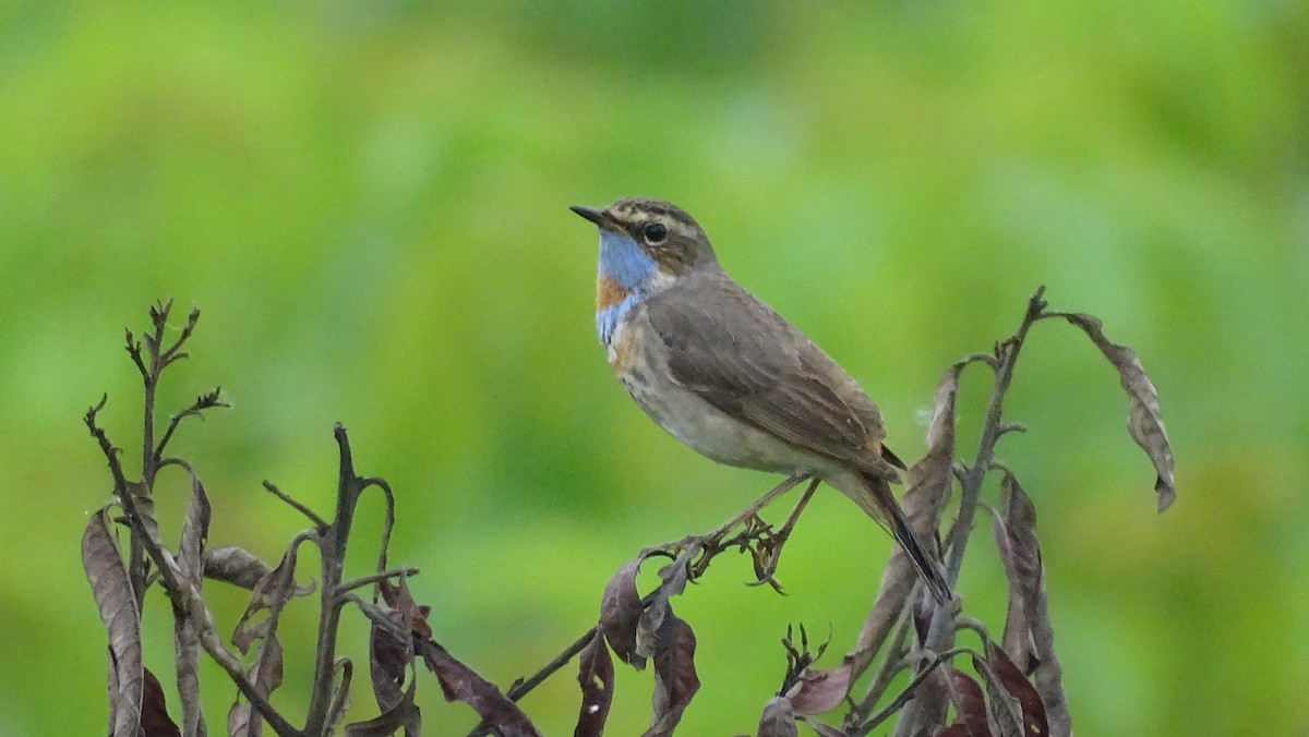 Blaukehlchen - ML617599719