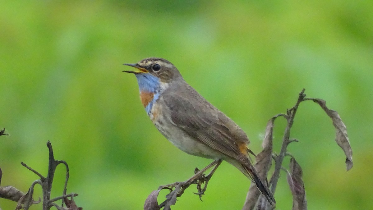 Bluethroat - Rustom Basumatary