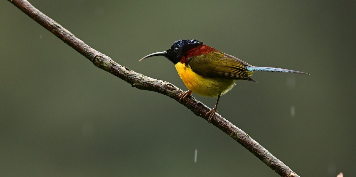 Green-tailed Sunbird - ML617599724