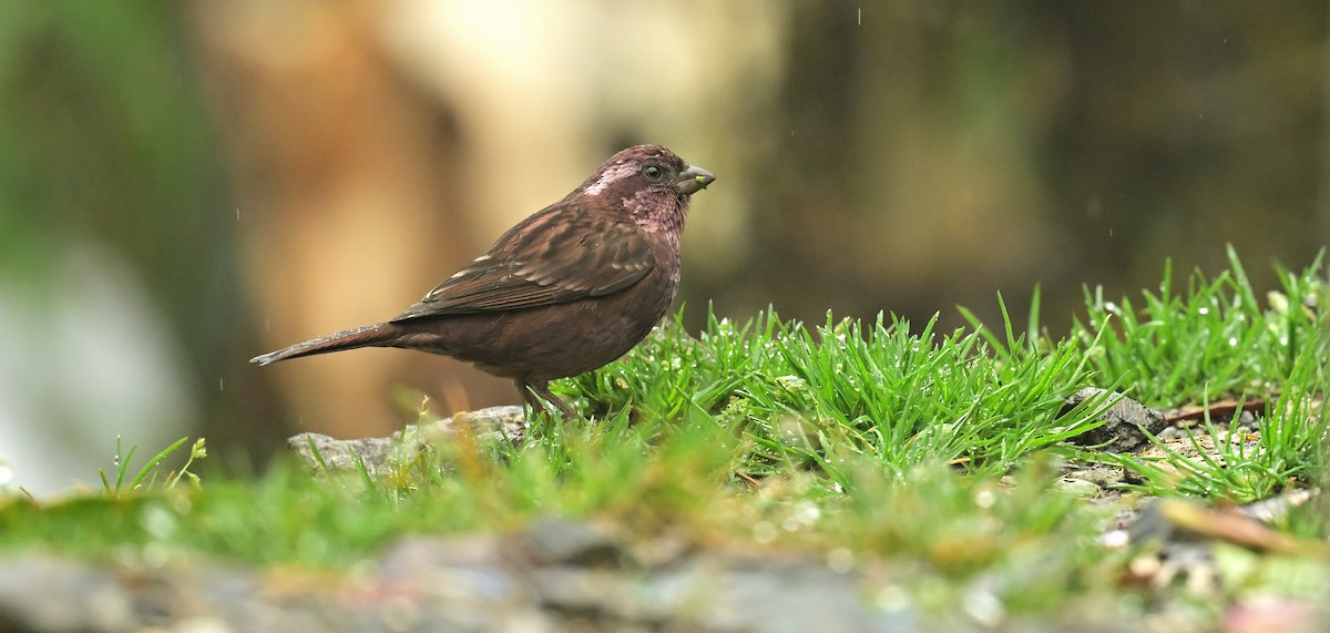 Dark-rumped Rosefinch - ML617599726