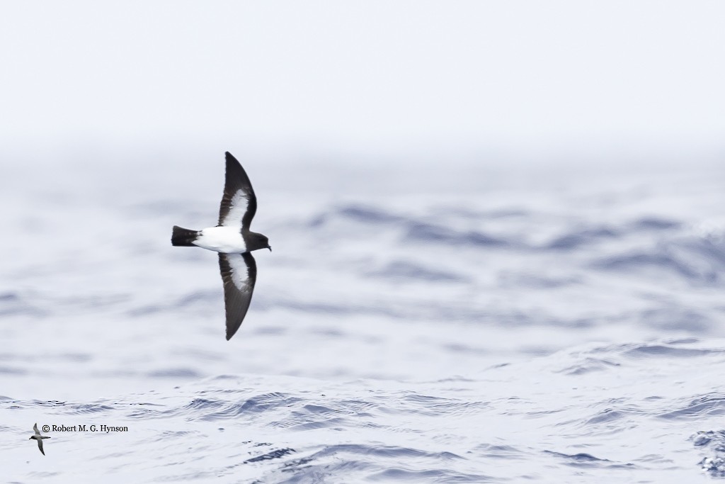 White-bellied Storm-Petrel - ML617599727