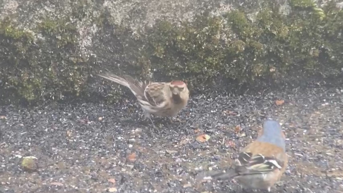 Lesser Redpoll - ML617599728