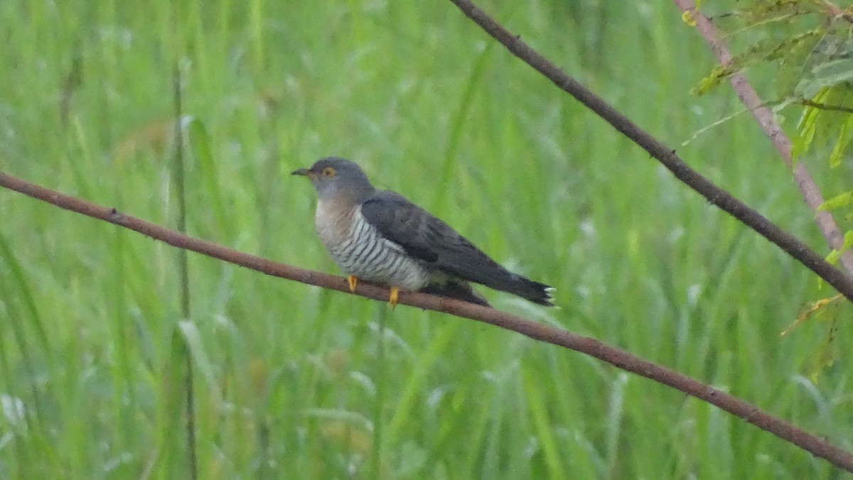 Coucou à ailes courtes - ML617599732