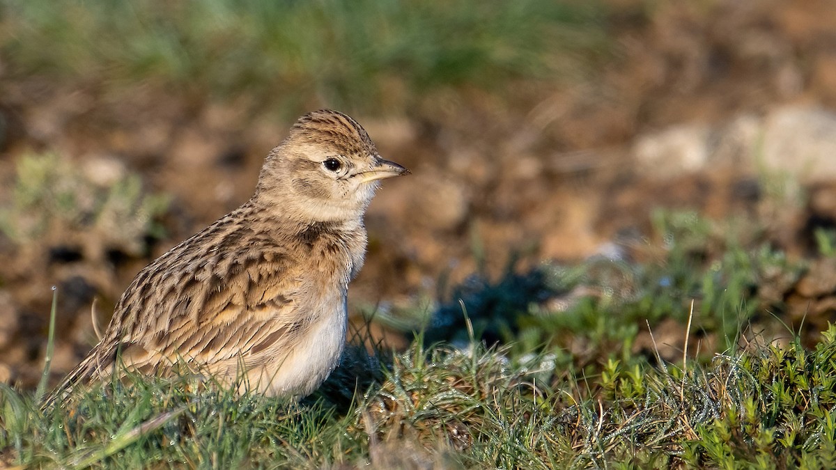 Greater Short-toed Lark - ML617599755