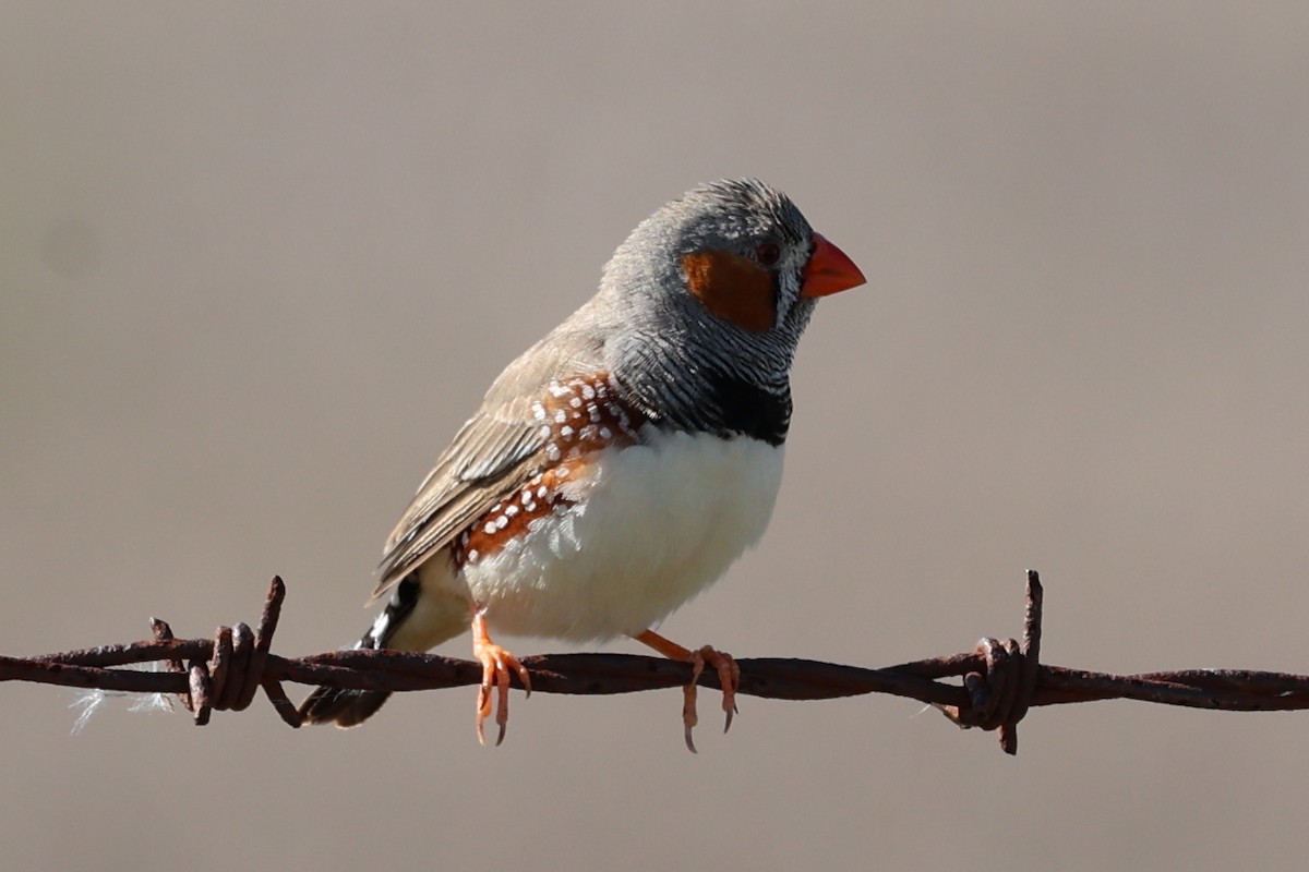 Zebra Finch - ML617599759