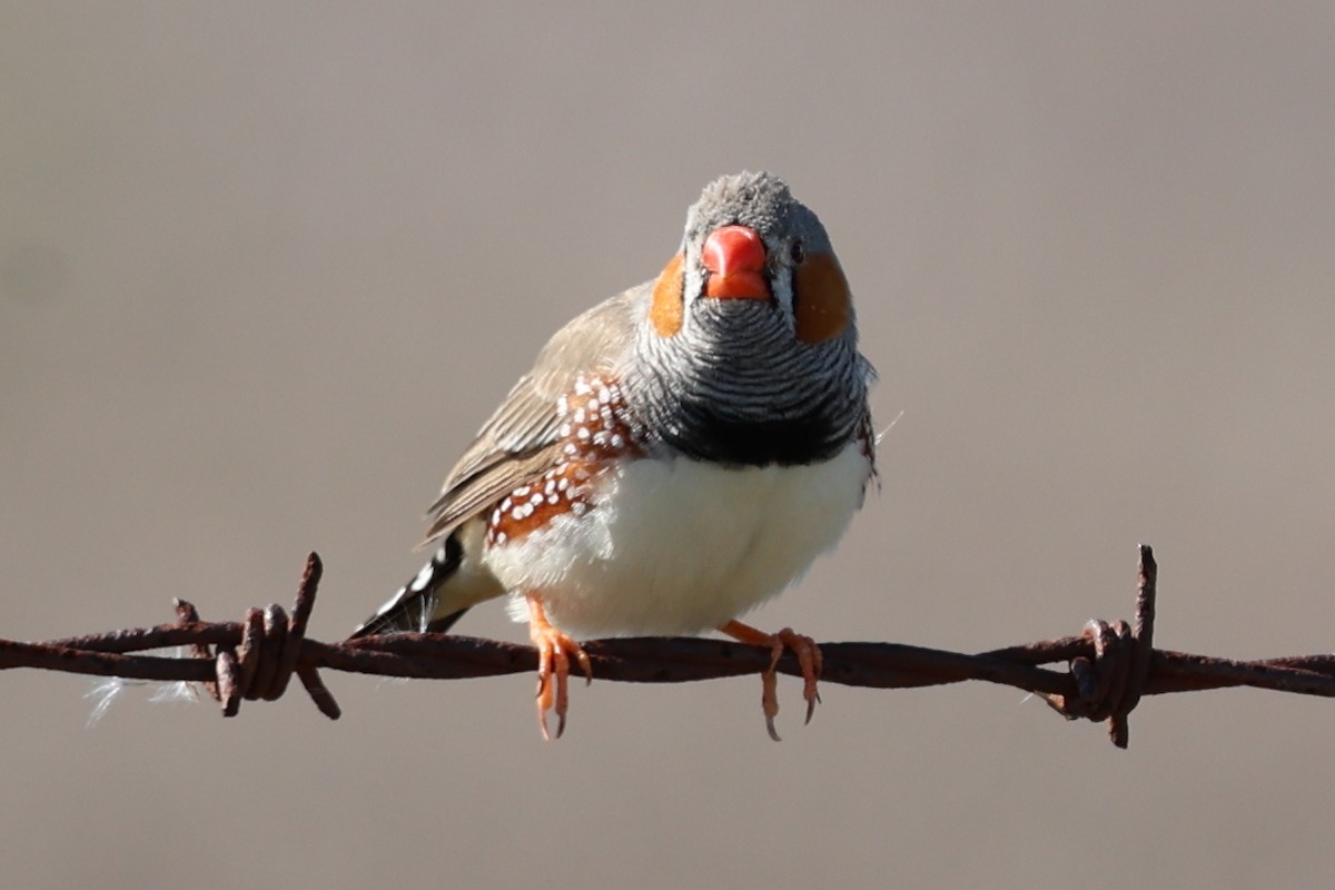 Zebra Finch - ML617599760