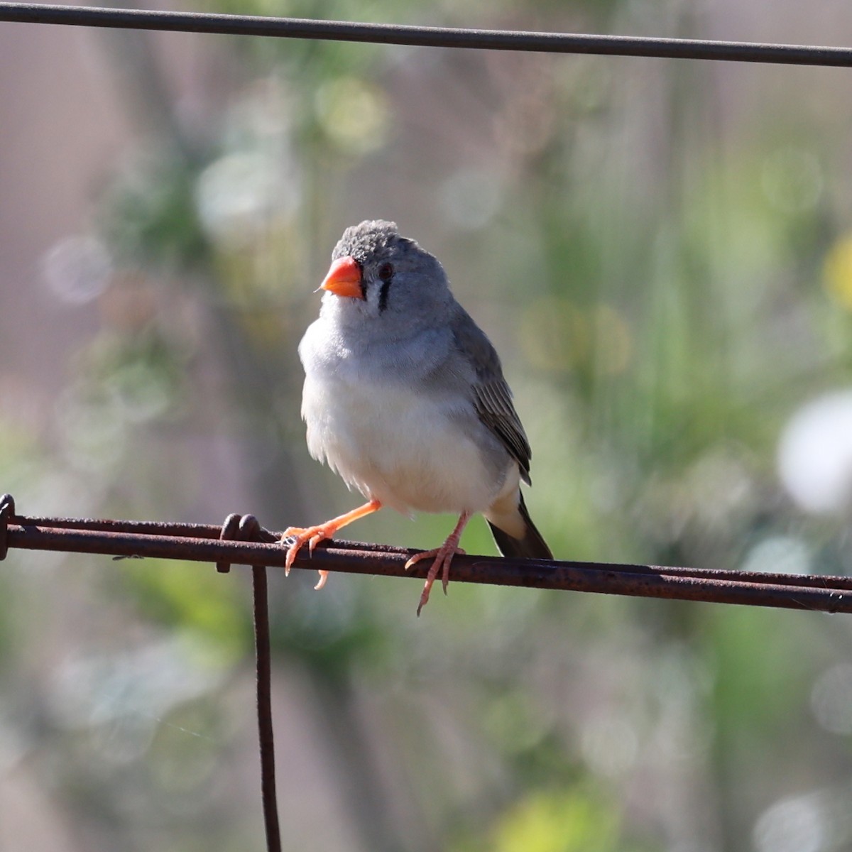 Zebra Finch - ML617599761