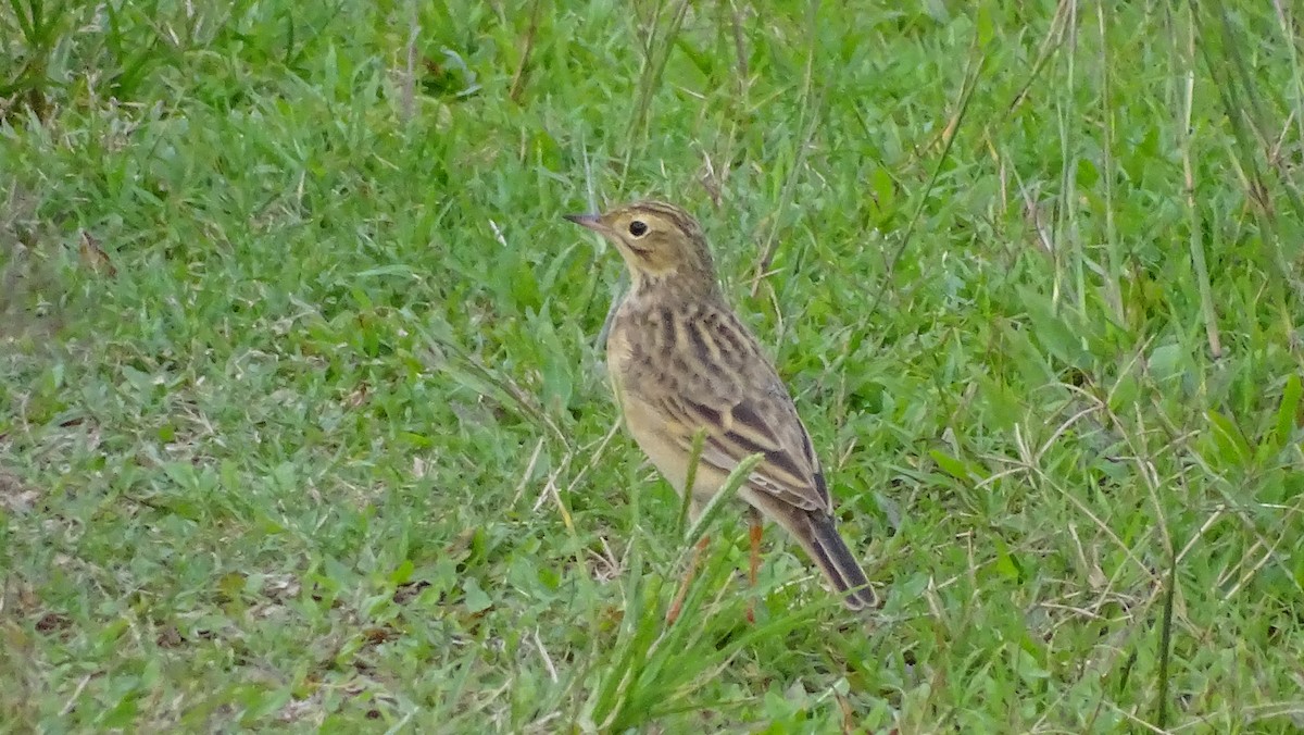 Blyth's Pipit - ML617599764