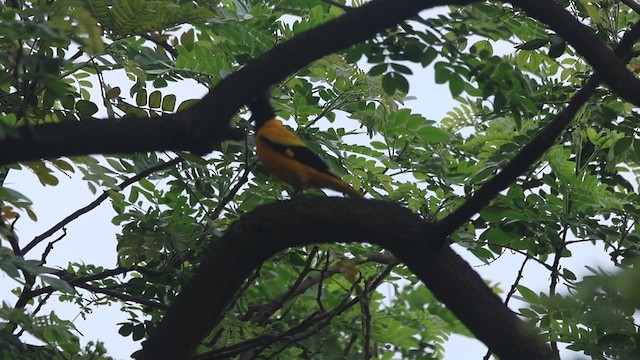 Black-hooded Oriole - ML617599774