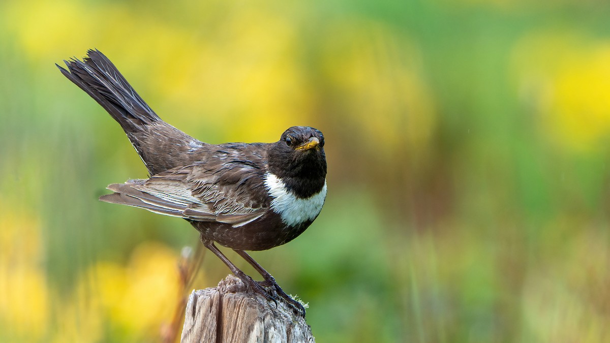 Ring Ouzel - ML617599775