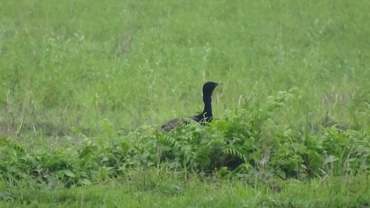 Bengal Florican - ML617599778