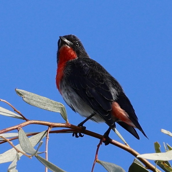 Mistletoebird - ML617599794