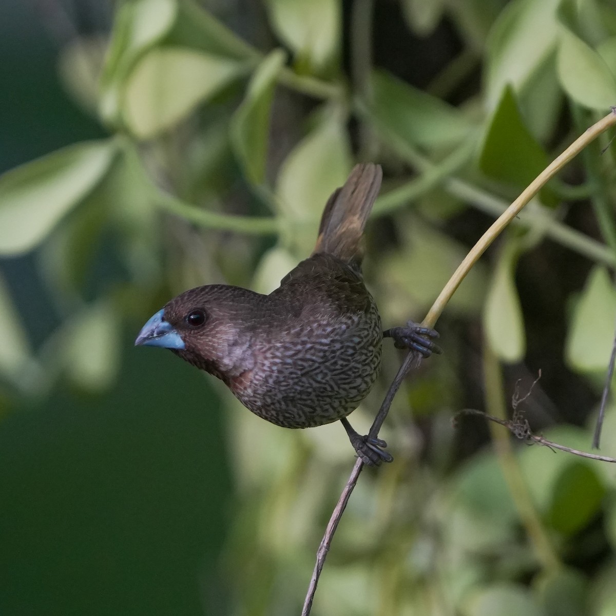 Scaly-breasted Munia - ML617599797