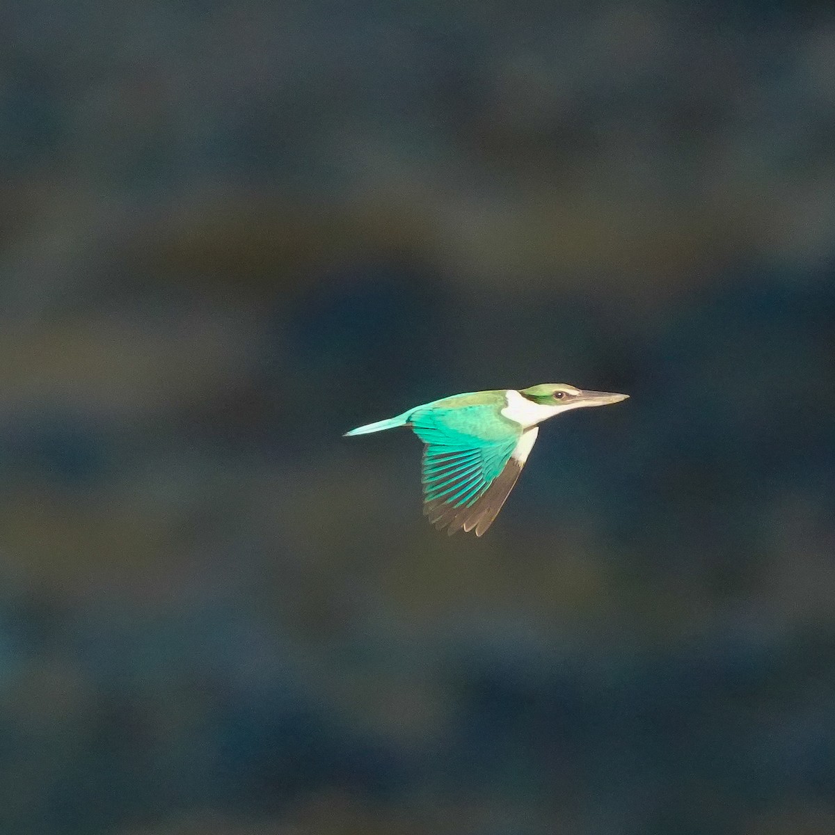 Collared Kingfisher - ML617599801