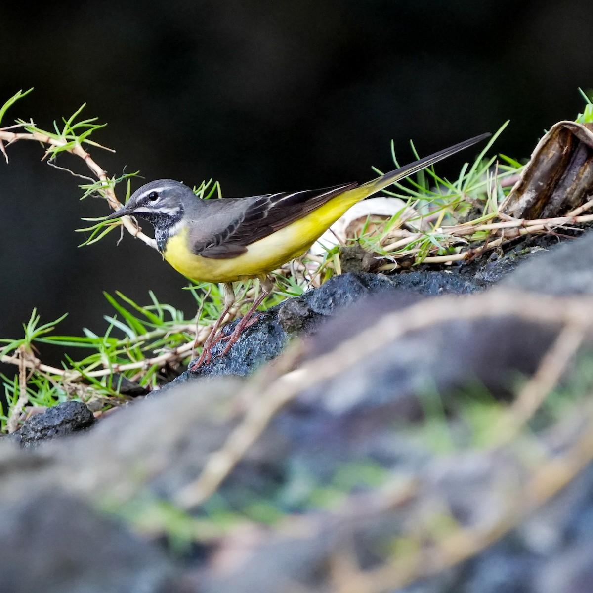 Gray Wagtail - ML617599803