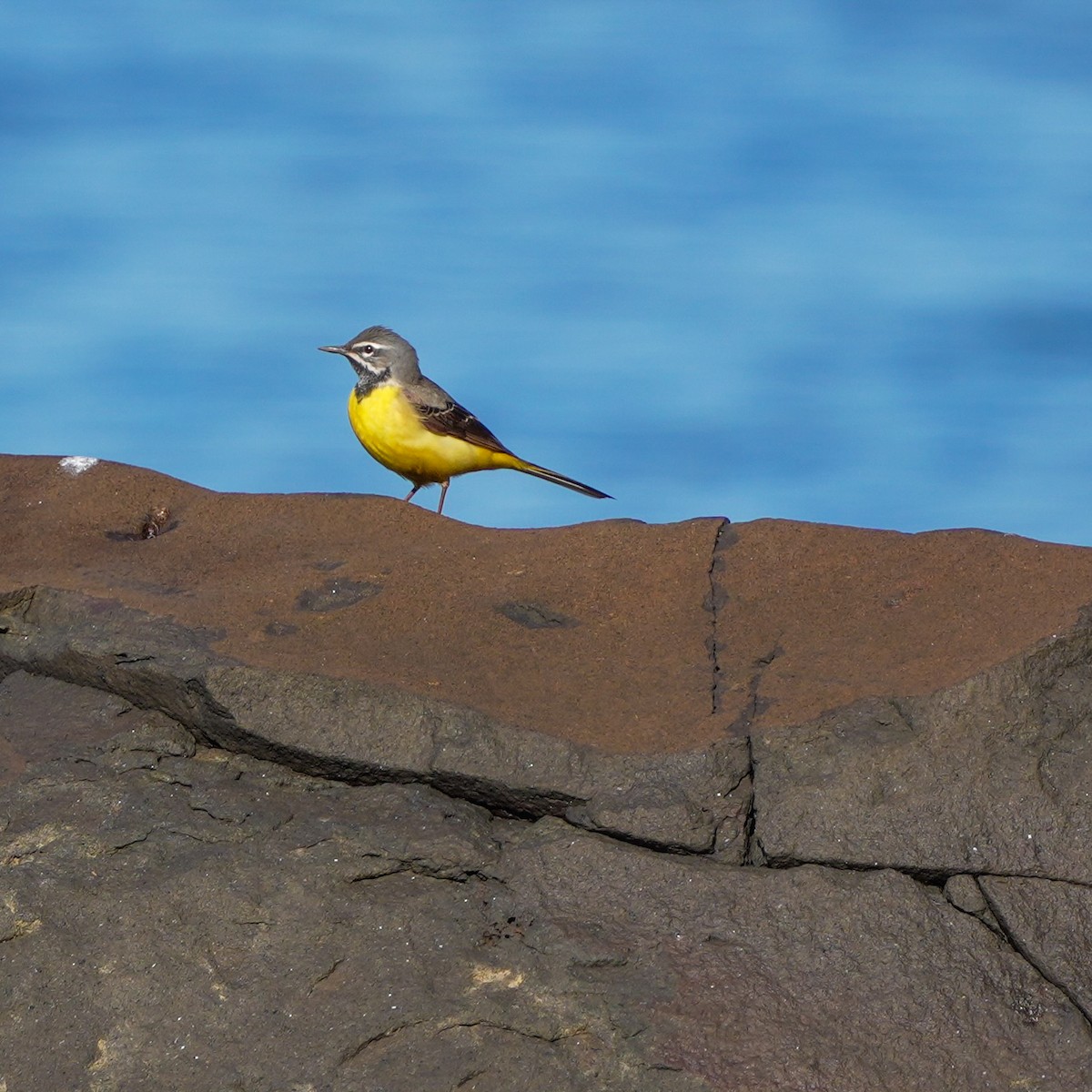 Gray Wagtail - ML617599806