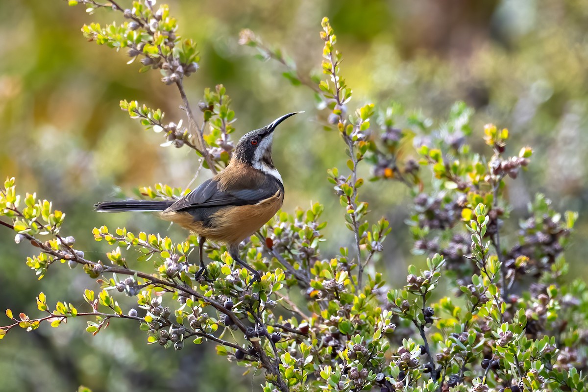 Eastern Spinebill - ML617599845