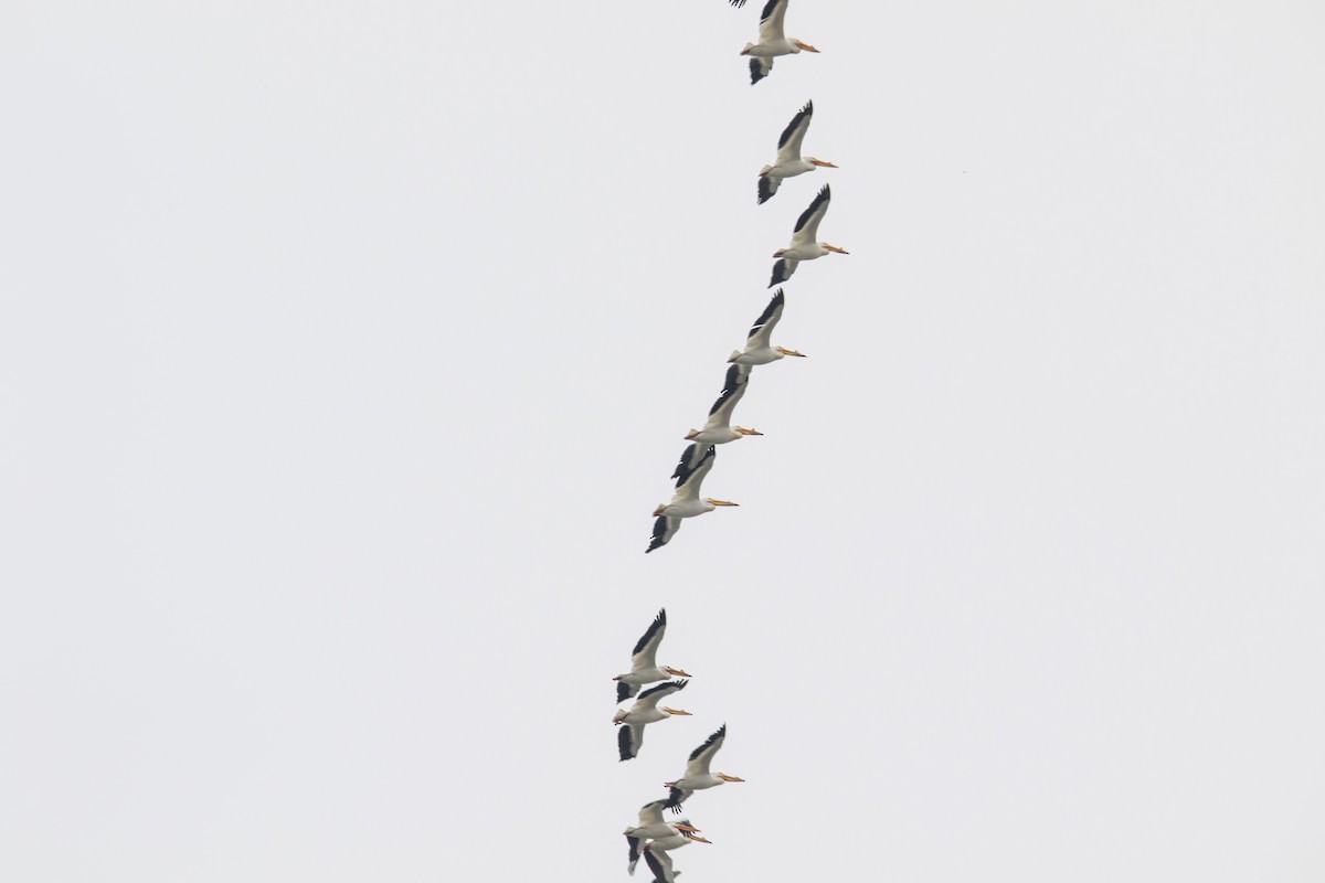 pelikán severoamerický - ML617599851