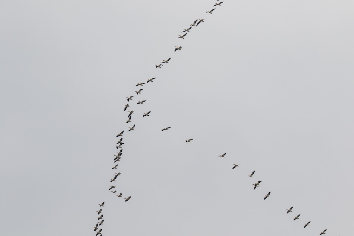 American White Pelican - ML617599852