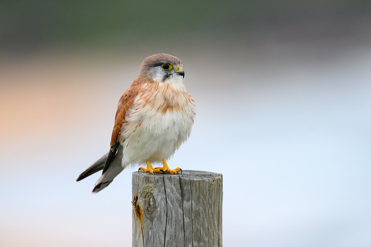 Nankeen Kestrel - ML617599878