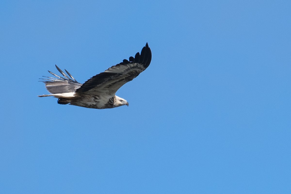 White-bellied Sea-Eagle - ML617599886