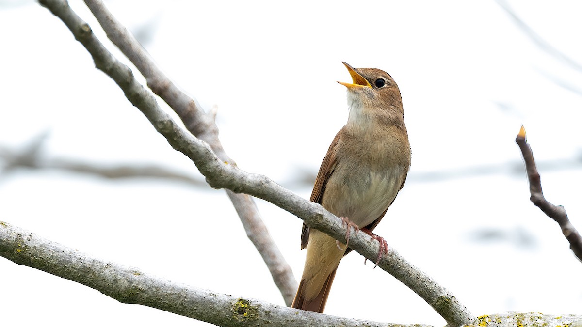 Common Nightingale - ML617599891