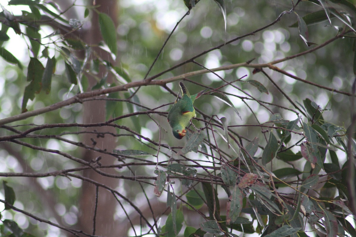 Swift Parrot - ML617599894