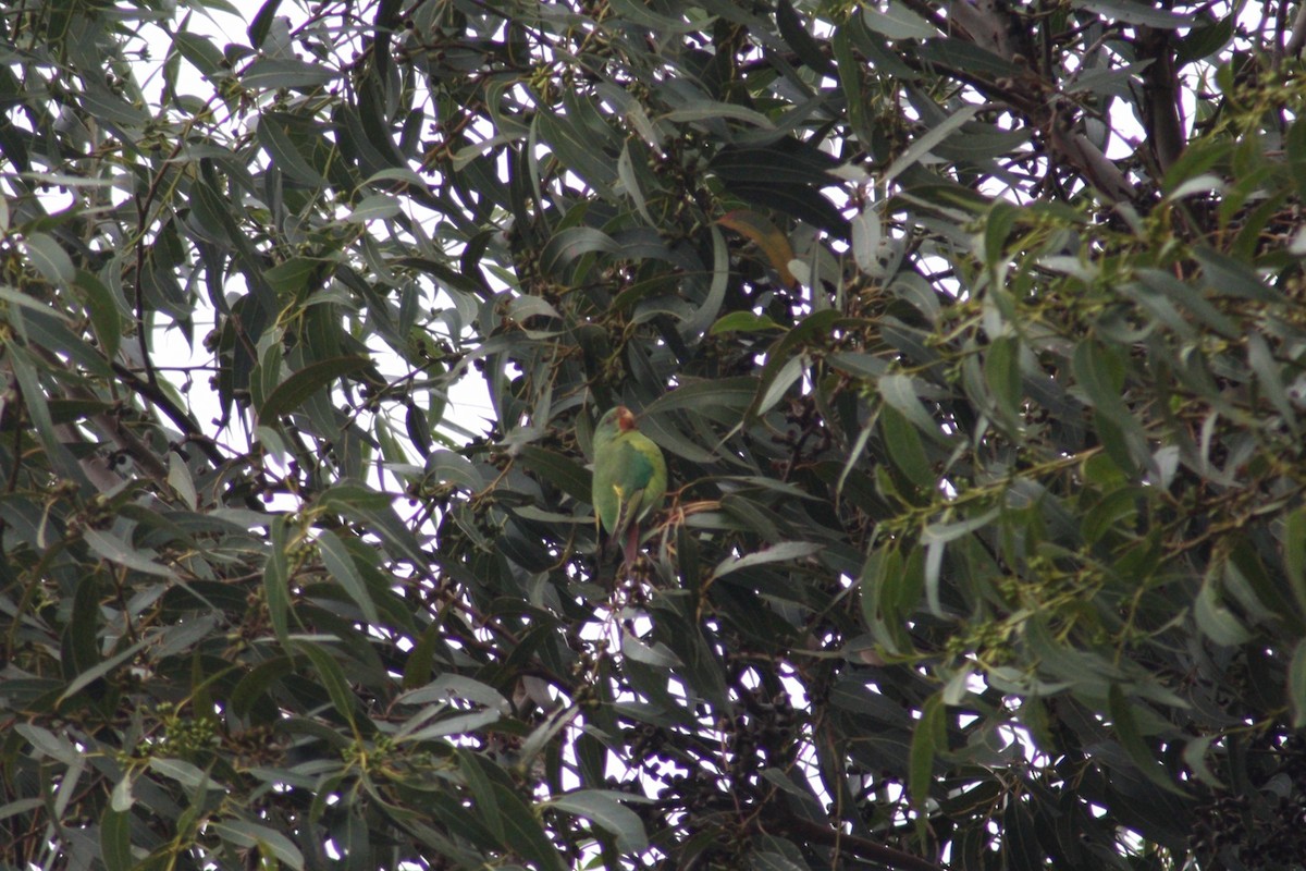 Swift Parrot - ML617599895