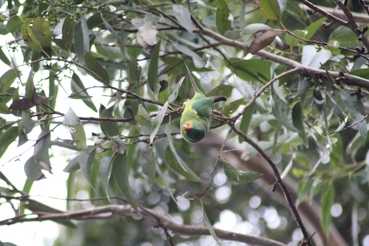 Swift Parrot - ML617599897