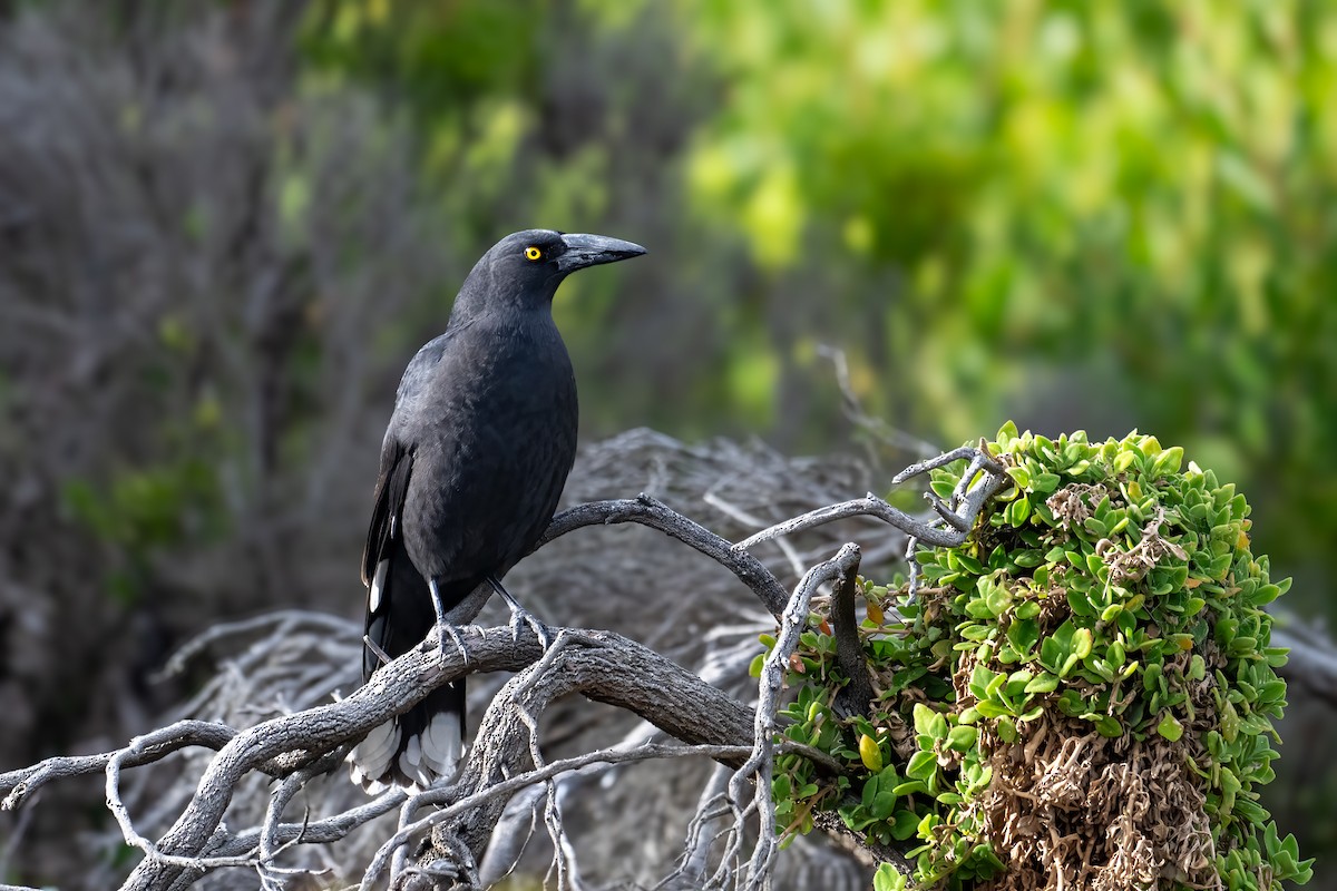 Black Currawong - ML617599913