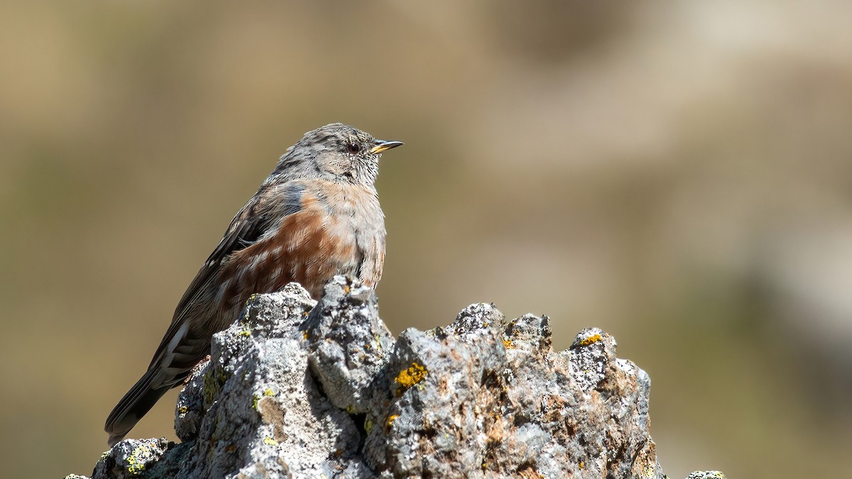 Alpine Accentor - ML617599923