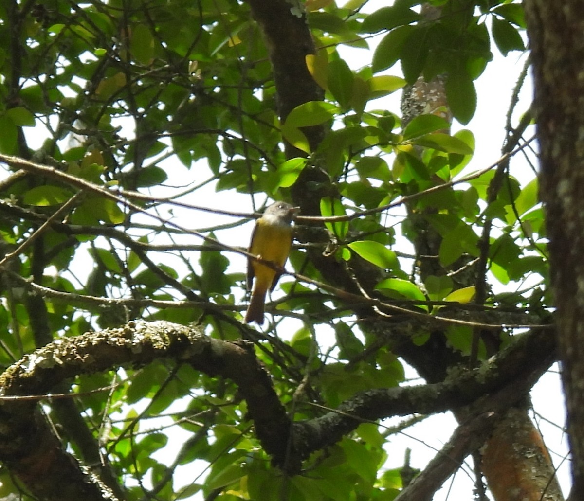 Gray-headed Canary-Flycatcher - ML617599929