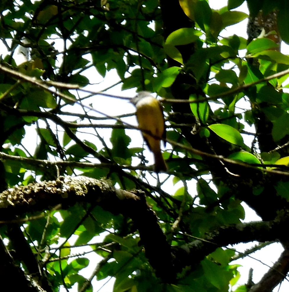 Gray-headed Canary-Flycatcher - ML617599936