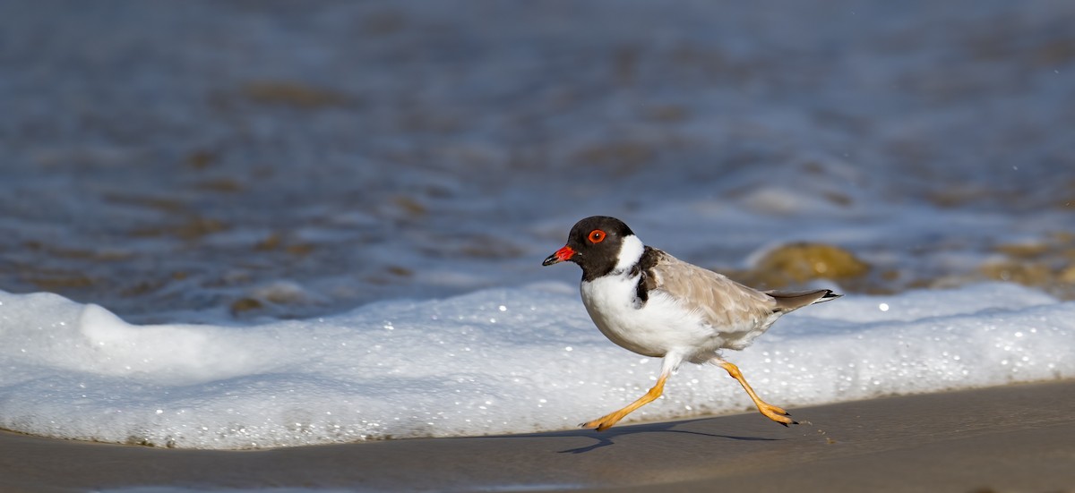 Hooded Plover - ML617599937