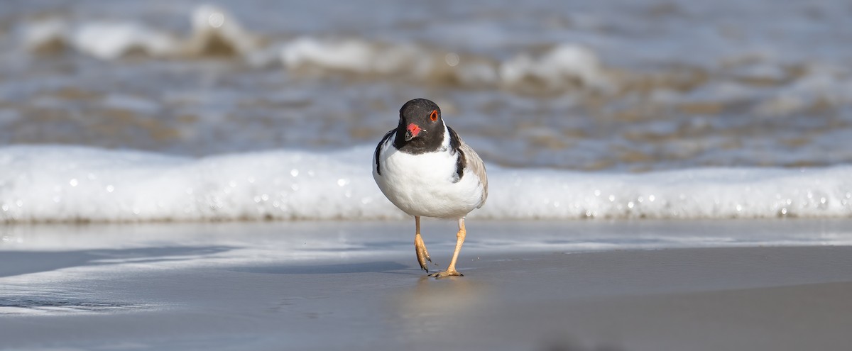 Hooded Plover - ML617599938