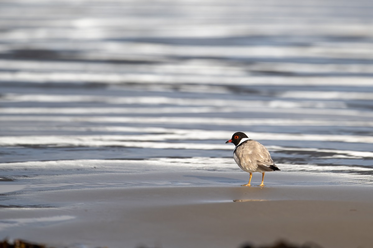 Hooded Plover - ML617599939