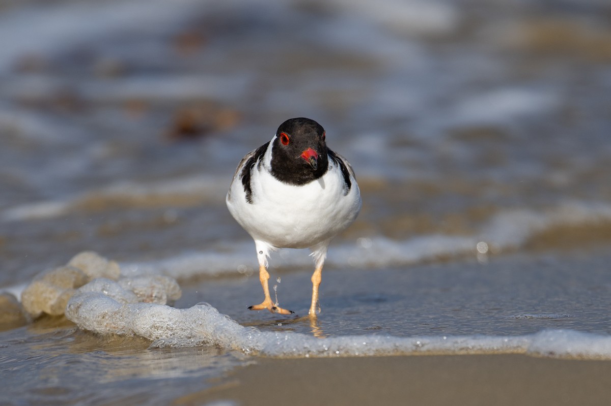 Hooded Plover - ML617599940