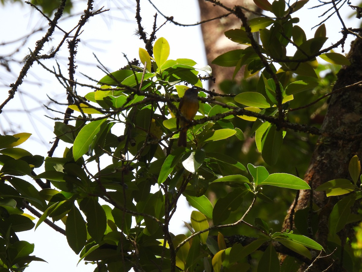 Gray-headed Canary-Flycatcher - ML617599944