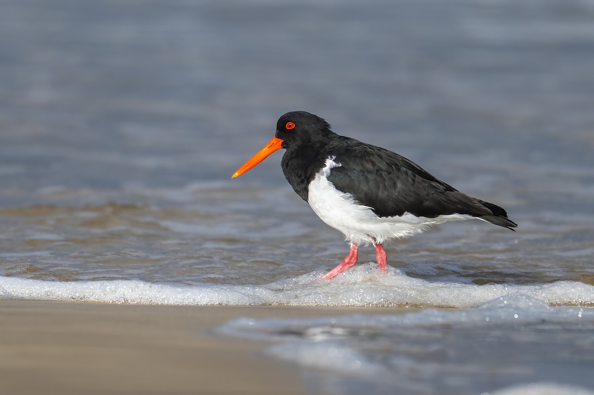 Pied Oystercatcher - ML617599947