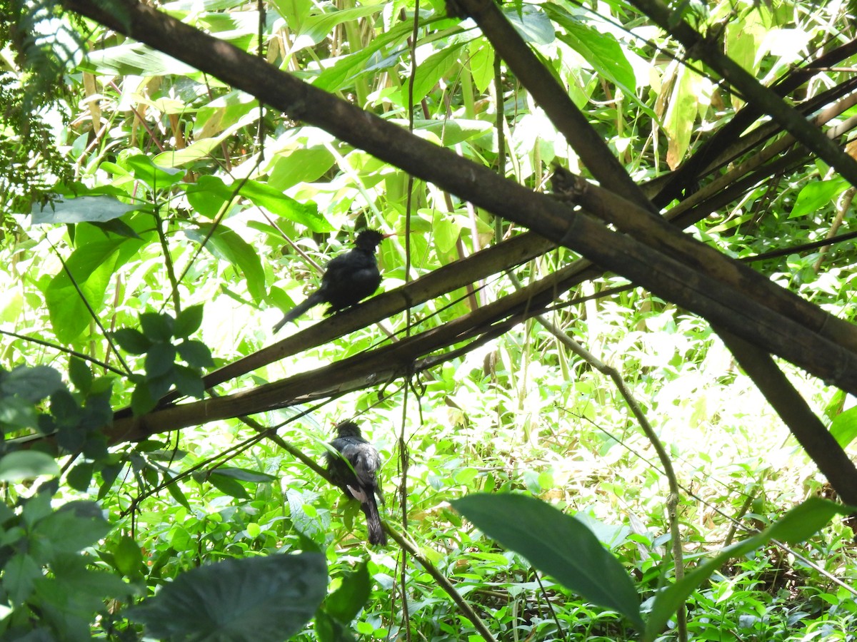 Square-tailed Bulbul - ML617599967