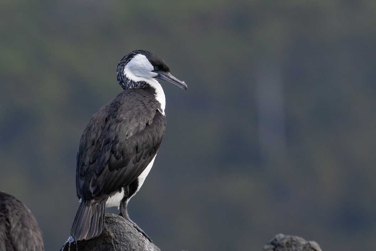 Black-faced Cormorant - ML617599980