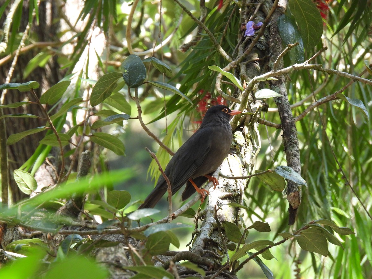 Indian Blackbird - ML617599982