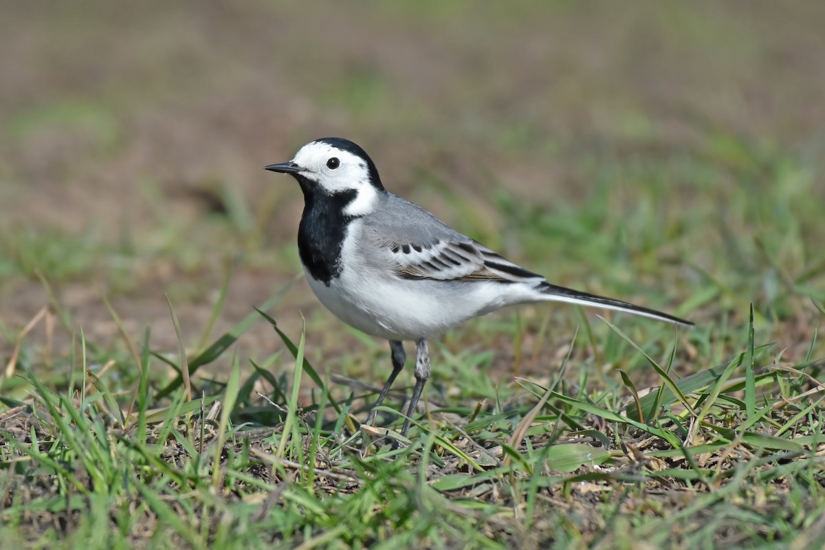 White Wagtail - ML617600018